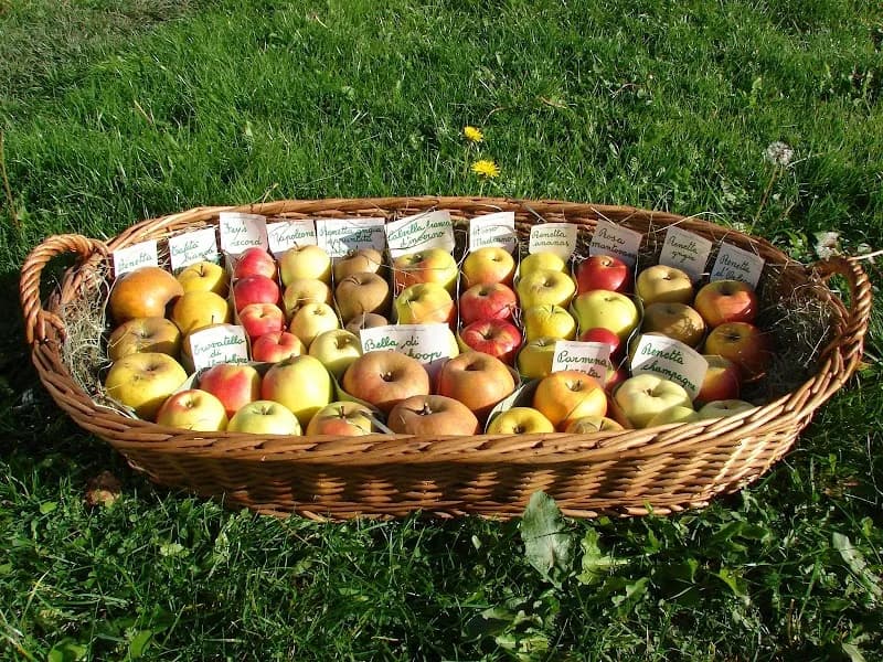 Immagine di Azienda Agricola BIO Petri a Pergine Valsugana, Trentino-Alto Adige