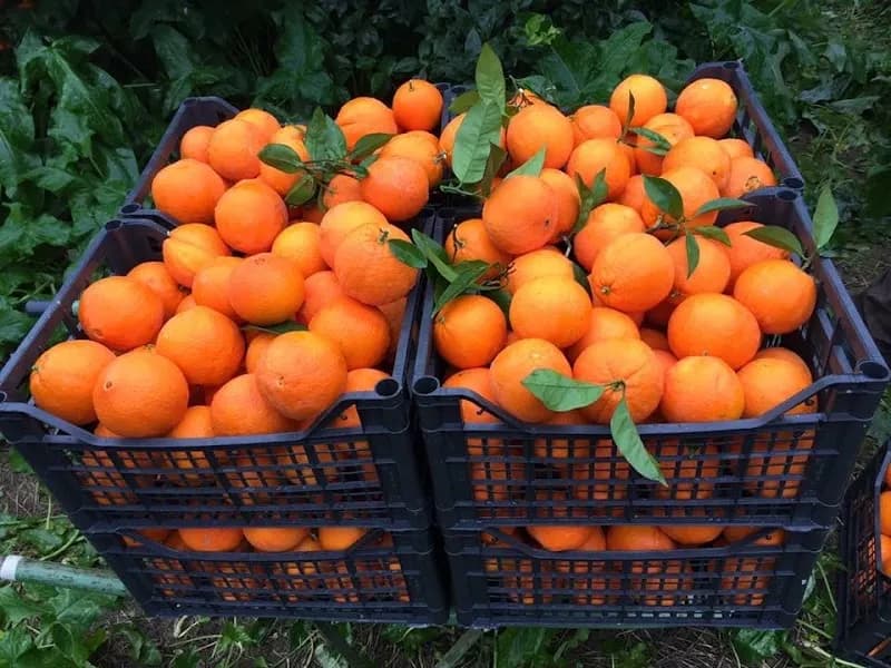 Immagine di AZIENDA AGRICOLA U PICCANTE E PIU a Corigliano-Rossano, Calabria