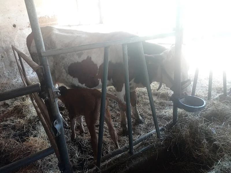 Immagine di Masseria Pietrascritta a San Fele, Basilicata