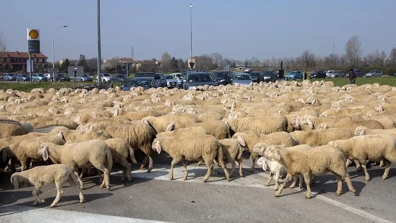 Immagine di Az.Agricola Savoldelli Allevamento ovini a Trezzano sul Naviglio, Lombardia
