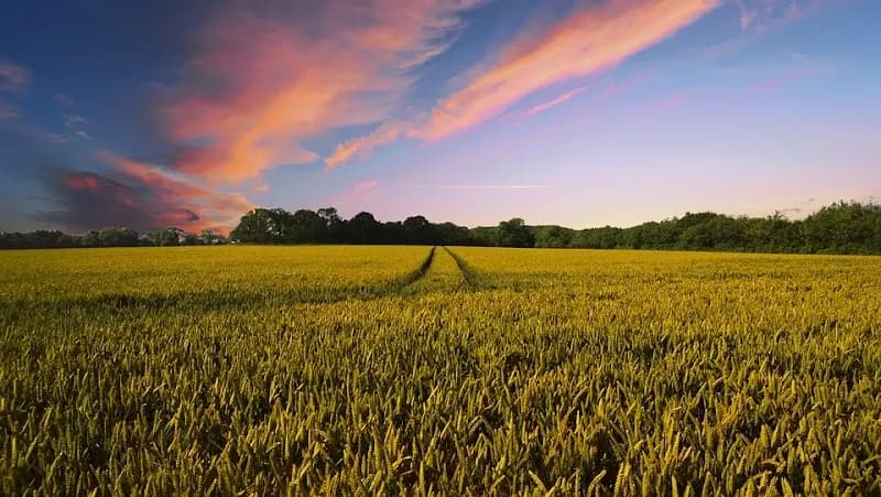 Immagine di Azienda Agricola Cabras Francesco a Quartu Sant'Elena, Sardegna