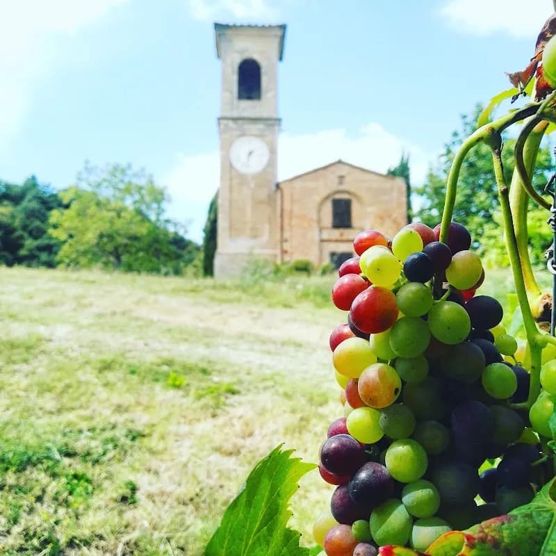 Immagine di TIZZANO Società Agricola S.r.l. a Casalecchio di Reno, Emilia-Romagna