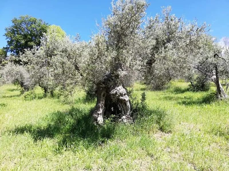 Immagine di Azienda Agricola Il Cervo Rampante a Roma, Lazio