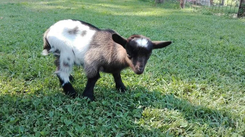 Immagine di Baby Fattoria a Ponzano Romano, Lazio