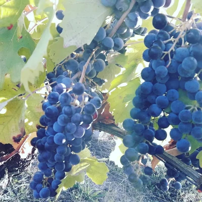 Immagine di Azienda Agricola biologica Gruppo Vignaioli a San Colombano al Lambro, Lombardia