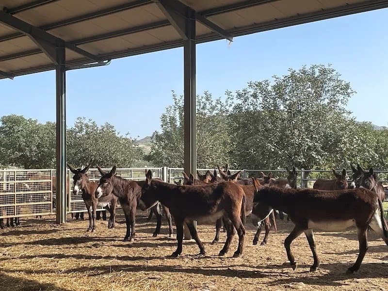 Immagine di Azienda Agricola Arena Giuseppe a Mazzarino, Sicilia