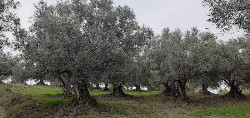 Immagine di Gisela Malfonello azienda agricola a Moncalieri, Piemonte