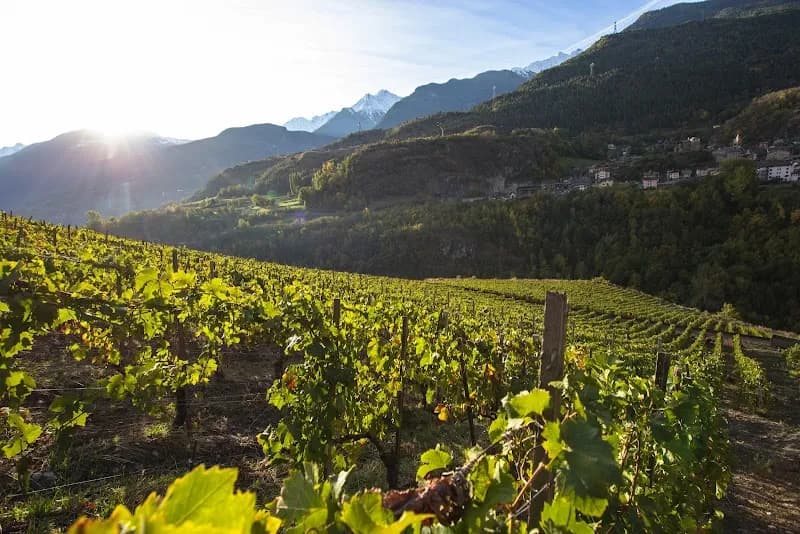 Immagine di Cooperative De L'Enfer Soc. Coop. a Nus, Valle d'Aosta