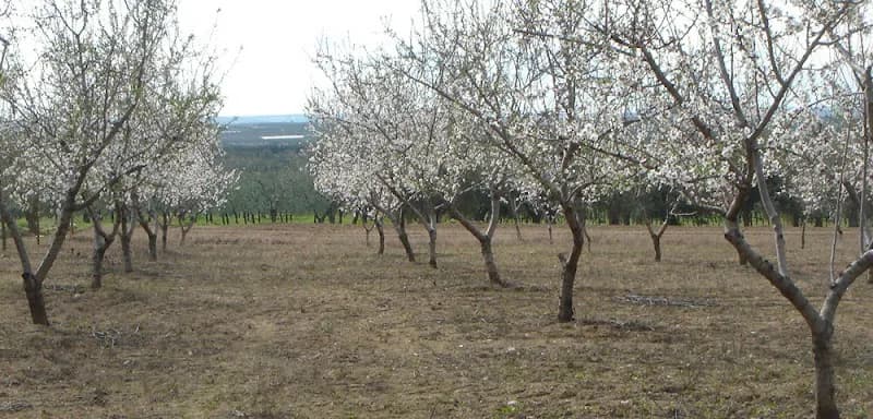 Immagine di Azienda Agricola Monteverde a Milano, Lombardia